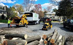 Best Tree Preservation Services  in New Madison, OH