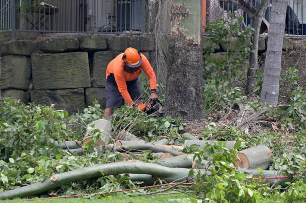 How Our Tree Care Process Works  in  New Madison, OH